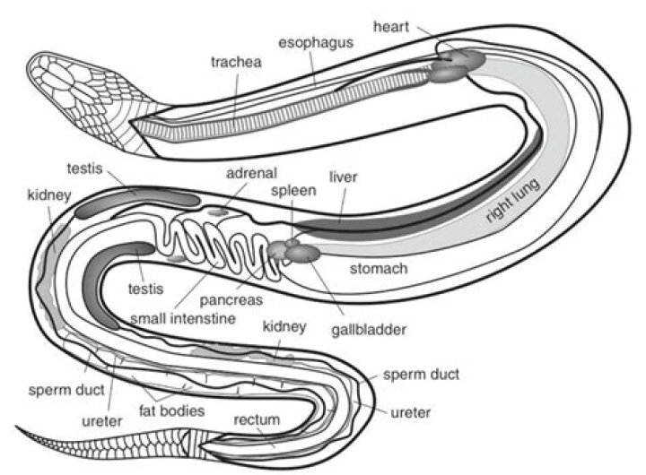 snake internal anatomy Quiz