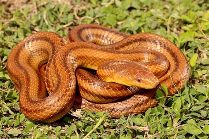 Snakes - Typing Games