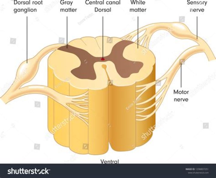 Spinal Cord Cross Section Labeling Quiz