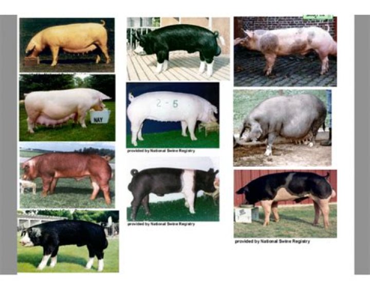 Swine Breed Identification Quiz