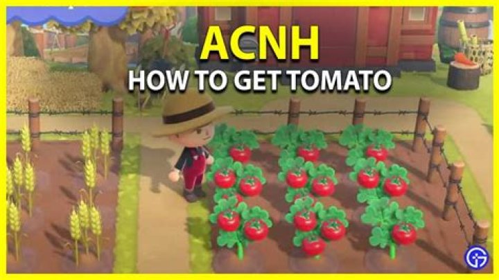 How To Get Tomatoes In ACNH 2.0