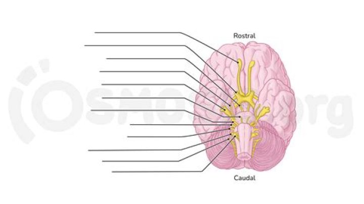 Unlabeled Brain Diagram - Cranial Nerves Quiz