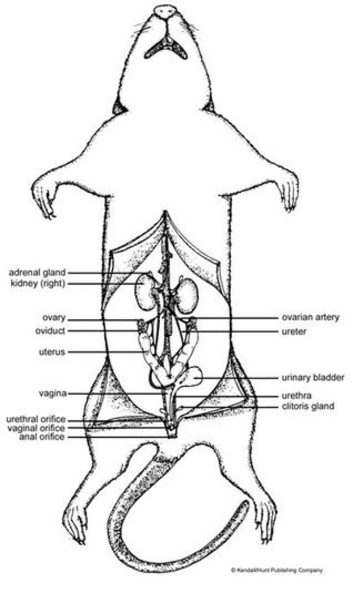 Urogenital system of a female rat Quiz