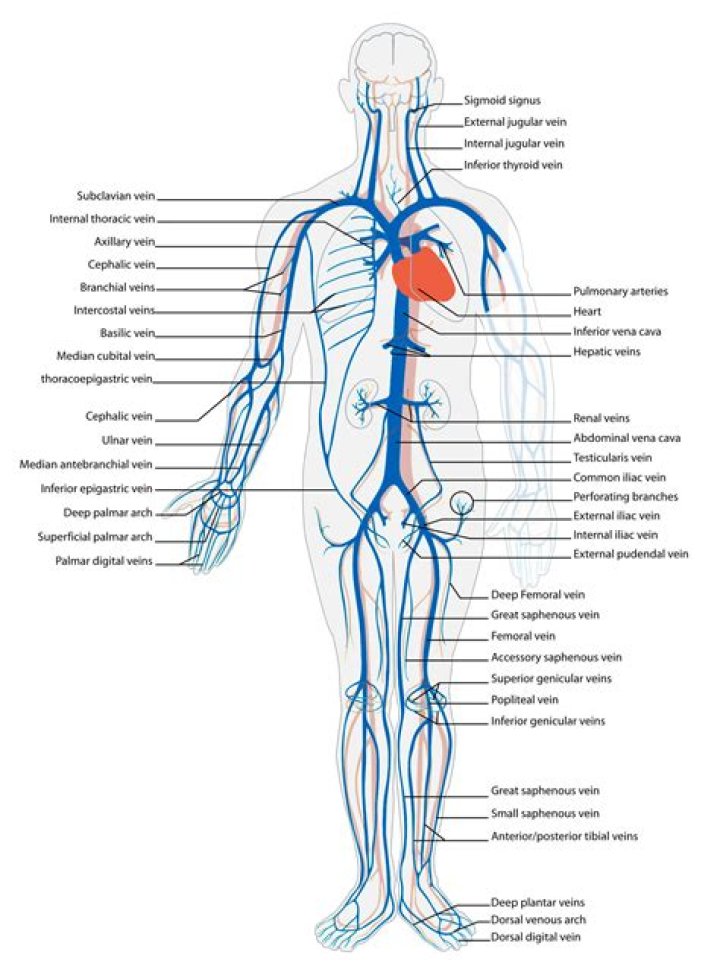 List of Words Starting With 'ven'