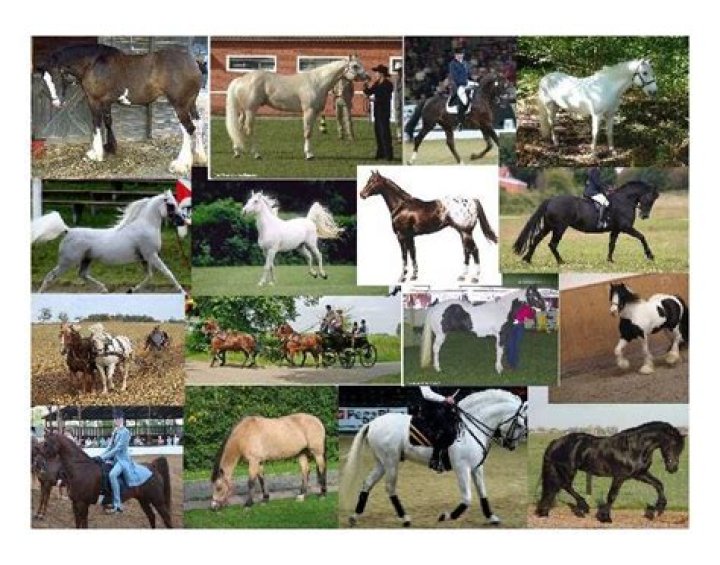 Well Known Horse Breeds Quiz