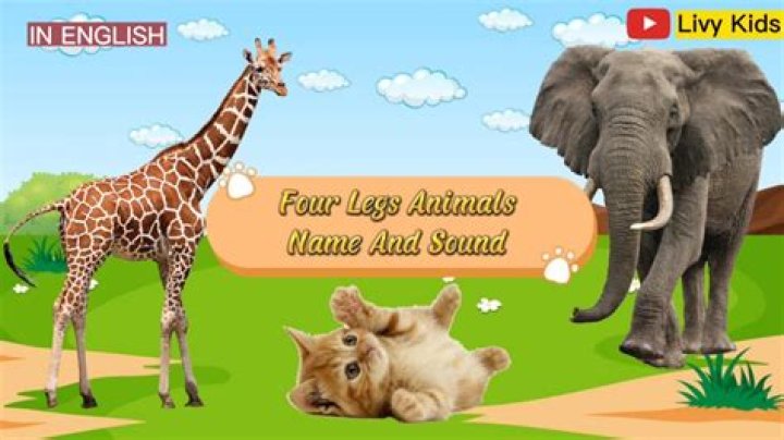 What has 4 legs up and down?